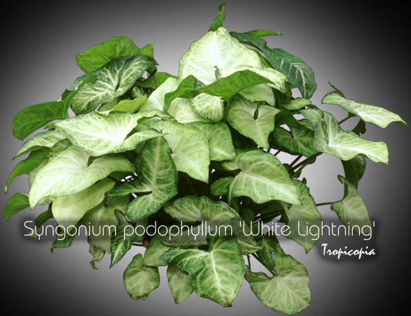 Suspendue - Syngonium podophyllum White Lightning - Patte d'oie - African evergreen, Arrowhead vine, Goosefoot plant